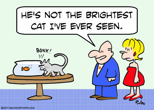 Cartoon: brightest cat bump goldfish (medium) by rmay tagged brightest,cat,bump,goldfish